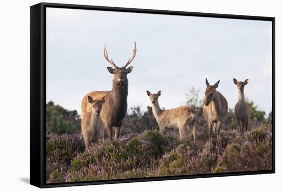 Sika Deer (Cervus Nippon), Stag, Hind and Young, Amongst Flowering Heather, Dorset, UK, August-Ross Hoddinott-Framed Stretched Canvas