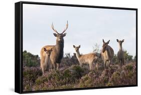 Sika Deer (Cervus Nippon), Stag, Hind and Young, Amongst Flowering Heather, Dorset, UK, August-Ross Hoddinott-Framed Stretched Canvas