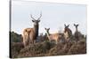 Sika Deer (Cervus Nippon), Stag, Hind and Young, Amongst Flowering Heather, Dorset, UK, August-Ross Hoddinott-Stretched Canvas
