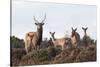 Sika Deer (Cervus Nippon), Stag, Hind and Young, Amongst Flowering Heather, Dorset, UK, August-Ross Hoddinott-Stretched Canvas