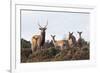 Sika Deer (Cervus Nippon), Stag, Hind and Young, Amongst Flowering Heather, Dorset, UK, August-Ross Hoddinott-Framed Photographic Print