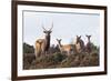 Sika Deer (Cervus Nippon), Stag, Hind and Young, Amongst Flowering Heather, Dorset, UK, August-Ross Hoddinott-Framed Photographic Print