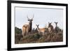 Sika Deer (Cervus Nippon), Stag, Hind and Young, Amongst Flowering Heather, Dorset, UK, August-Ross Hoddinott-Framed Photographic Print