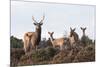 Sika Deer (Cervus Nippon), Stag, Hind and Young, Amongst Flowering Heather, Dorset, UK, August-Ross Hoddinott-Mounted Photographic Print