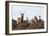 Sika Deer (Cervus Nippon), Stag, Hind and Young, Amongst Flowering Heather, Dorset, UK, August-Ross Hoddinott-Framed Photographic Print