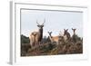 Sika Deer (Cervus Nippon), Stag, Hind and Young, Amongst Flowering Heather, Dorset, UK, August-Ross Hoddinott-Framed Photographic Print