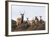 Sika Deer (Cervus Nippon), Stag, Hind and Young, Amongst Flowering Heather, Dorset, UK, August-Ross Hoddinott-Framed Photographic Print