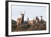 Sika Deer (Cervus Nippon), Stag, Hind and Young, Amongst Flowering Heather, Dorset, UK, August-Ross Hoddinott-Framed Photographic Print