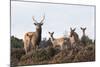 Sika Deer (Cervus Nippon), Stag, Hind and Young, Amongst Flowering Heather, Dorset, UK, August-Ross Hoddinott-Mounted Photographic Print