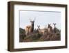 Sika Deer (Cervus Nippon), Stag, Hind and Young, Amongst Flowering Heather, Dorset, UK, August-Ross Hoddinott-Framed Photographic Print