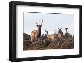 Sika Deer (Cervus Nippon), Stag, Hind and Young, Amongst Flowering Heather, Dorset, UK, August-Ross Hoddinott-Framed Photographic Print