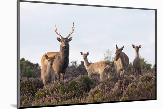 Sika Deer (Cervus Nippon), Stag, Hind and Young, Amongst Flowering Heather, Dorset, UK, August-Ross Hoddinott-Mounted Photographic Print