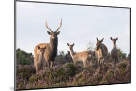 Sika Deer (Cervus Nippon), Stag, Hind and Young, Amongst Flowering Heather, Dorset, UK, August-Ross Hoddinott-Mounted Photographic Print