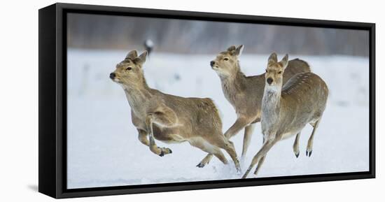 Sika Deer (Cervus Nippon) Three Females Running and Playing in Snow. Hokkaido, Japan, March-Wim van den Heever-Framed Stretched Canvas