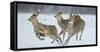 Sika Deer (Cervus Nippon) Three Females Running and Playing in Snow. Hokkaido, Japan, March-Wim van den Heever-Framed Stretched Canvas