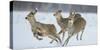 Sika Deer (Cervus Nippon) Three Females Running and Playing in Snow. Hokkaido, Japan, March-Wim van den Heever-Stretched Canvas