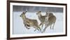 Sika Deer (Cervus Nippon) Three Females Running and Playing in Snow. Hokkaido, Japan, March-Wim van den Heever-Framed Photographic Print