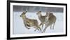 Sika Deer (Cervus Nippon) Three Females Running and Playing in Snow. Hokkaido, Japan, March-Wim van den Heever-Framed Photographic Print