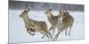 Sika Deer (Cervus Nippon) Three Females Running and Playing in Snow. Hokkaido, Japan, March-Wim van den Heever-Mounted Photographic Print