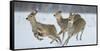 Sika Deer (Cervus Nippon) Three Females Running and Playing in Snow. Hokkaido, Japan, March-Wim van den Heever-Framed Stretched Canvas