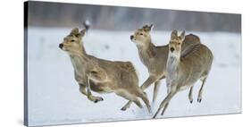 Sika Deer (Cervus Nippon) Three Females Running and Playing in Snow. Hokkaido, Japan, March-Wim van den Heever-Stretched Canvas
