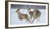 Sika Deer (Cervus Nippon) Three Females Running and Playing in Snow. Hokkaido, Japan, March-Wim van den Heever-Framed Photographic Print