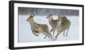 Sika Deer (Cervus Nippon) Three Females Running and Playing in Snow. Hokkaido, Japan, March-Wim van den Heever-Framed Photographic Print