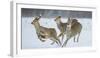 Sika Deer (Cervus Nippon) Three Females Running and Playing in Snow. Hokkaido, Japan, March-Wim van den Heever-Framed Photographic Print