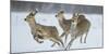 Sika Deer (Cervus Nippon) Three Females Running and Playing in Snow. Hokkaido, Japan, March-Wim van den Heever-Mounted Photographic Print