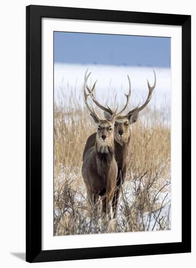 Sika deer, Hokkaido, Japan-Art Wolfe Wolfe-Framed Photographic Print