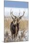 Sika deer, Hokkaido, Japan-Art Wolfe Wolfe-Mounted Photographic Print