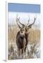 Sika deer, Hokkaido, Japan-Art Wolfe Wolfe-Framed Photographic Print