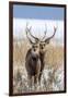 Sika deer, Hokkaido, Japan-Art Wolfe Wolfe-Framed Photographic Print