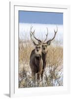 Sika deer, Hokkaido, Japan-Art Wolfe Wolfe-Framed Photographic Print