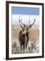 Sika deer, Hokkaido, Japan-Art Wolfe Wolfe-Framed Photographic Print