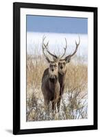 Sika deer, Hokkaido, Japan-Art Wolfe Wolfe-Framed Photographic Print