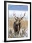 Sika deer, Hokkaido, Japan-Art Wolfe Wolfe-Framed Photographic Print