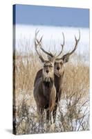 Sika deer, Hokkaido, Japan-Art Wolfe Wolfe-Stretched Canvas