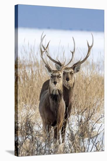 Sika deer, Hokkaido, Japan-Art Wolfe Wolfe-Stretched Canvas