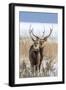 Sika deer, Hokkaido, Japan-Art Wolfe Wolfe-Framed Photographic Print