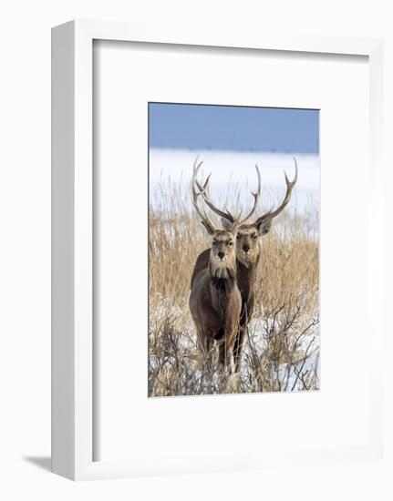 Sika deer, Hokkaido, Japan-Art Wolfe Wolfe-Framed Photographic Print