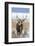 Sika deer, Hokkaido, Japan-Art Wolfe Wolfe-Framed Photographic Print