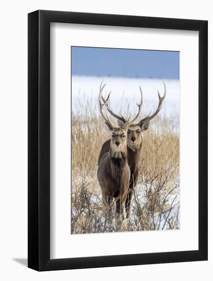 Sika deer, Hokkaido, Japan-Art Wolfe Wolfe-Framed Photographic Print