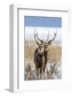 Sika deer, Hokkaido, Japan-Art Wolfe Wolfe-Framed Photographic Print