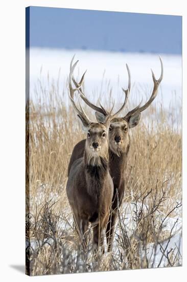 Sika deer, Hokkaido, Japan-Art Wolfe Wolfe-Stretched Canvas