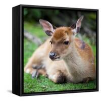 Sika Deer (Lat. Cervus Nippon) Doe-l i g h t p o e t-Framed Stretched Canvas