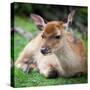 Sika Deer (Lat. Cervus Nippon) Doe-l i g h t p o e t-Stretched Canvas