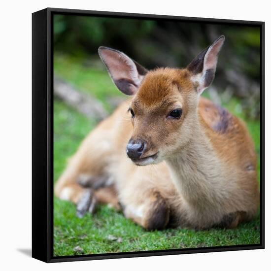 Sika Deer (Lat. Cervus Nippon) Doe-l i g h t p o e t-Framed Stretched Canvas