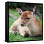 Sika Deer (Lat. Cervus Nippon) Doe-l i g h t p o e t-Framed Stretched Canvas