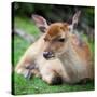 Sika Deer (Lat. Cervus Nippon) Doe-l i g h t p o e t-Stretched Canvas